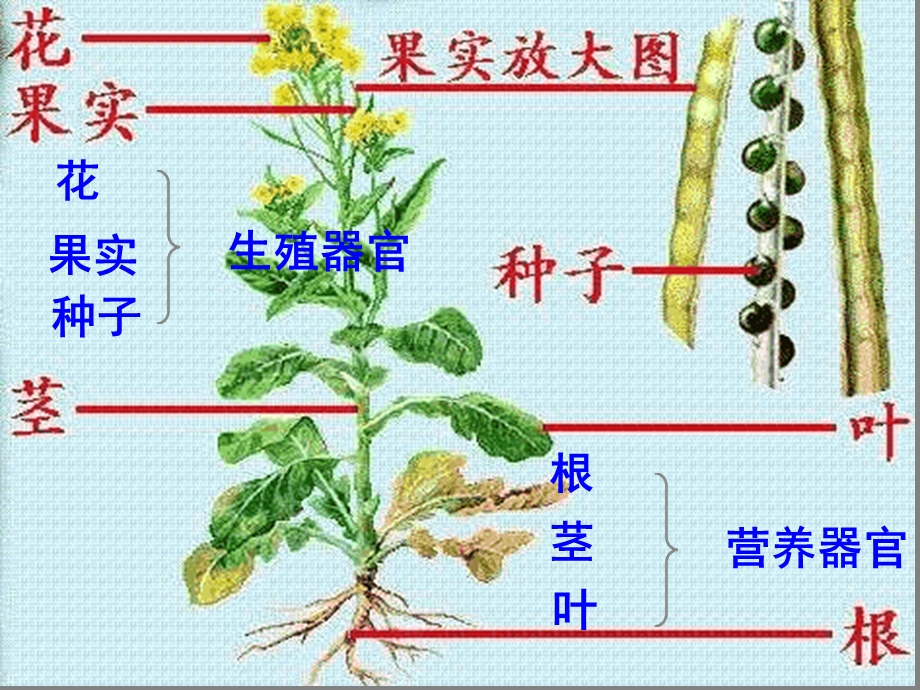 苏科版七年级下册第1节植物体的组成课件.ppt_第3页