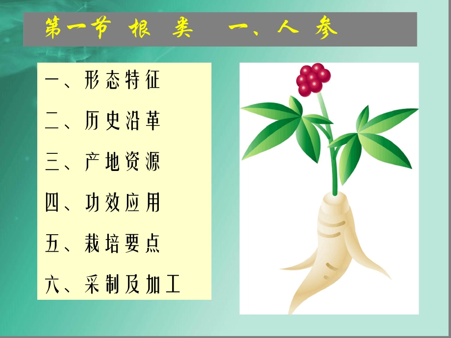 药用植物栽培各论第一章人参课件.ppt_第3页