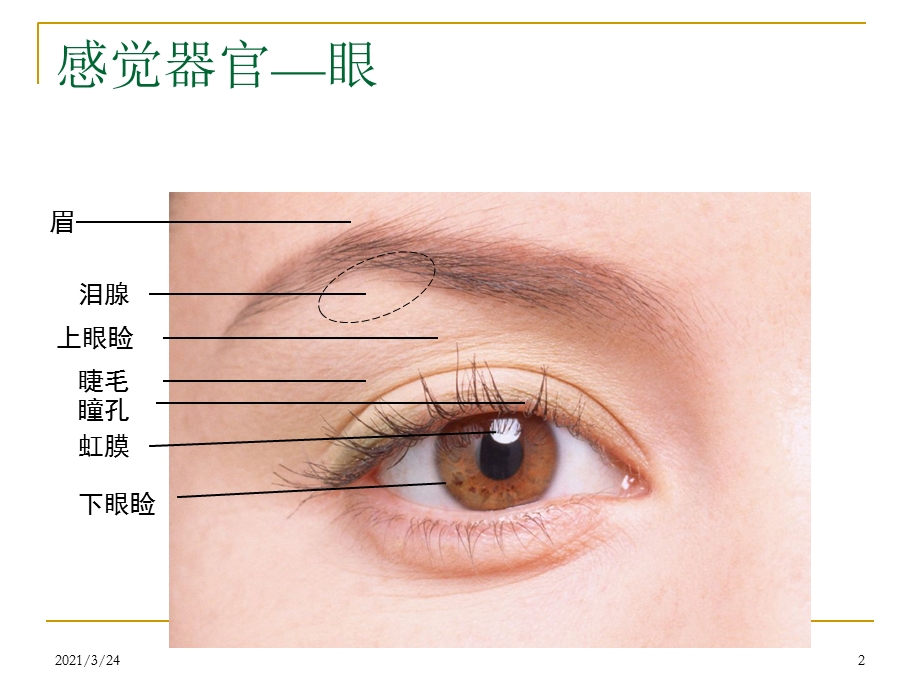 学前感觉器官的解剖特点及保育要点课件.ppt_第2页