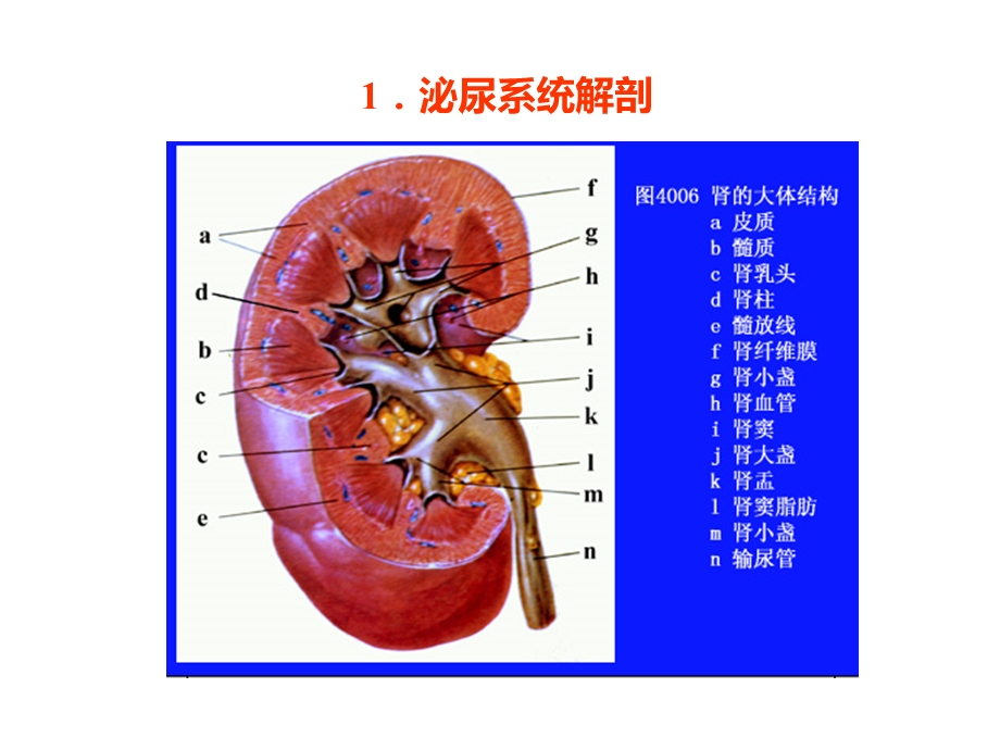 兽医内科学-第六章--泌尿器官疾病课件.pptx_第3页