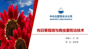 向日葵种植技术及作物套餐培训课件.ppt