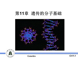 基因存在于染色体上课件.ppt