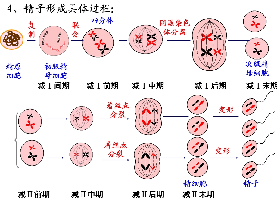 减数分裂和受精作用（第2课时）课件.ppt_第2页