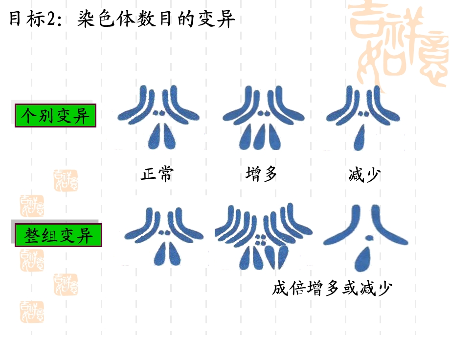 它们携带着生物生长发育的全部遗传信息这些染色体在形态课件.ppt_第3页