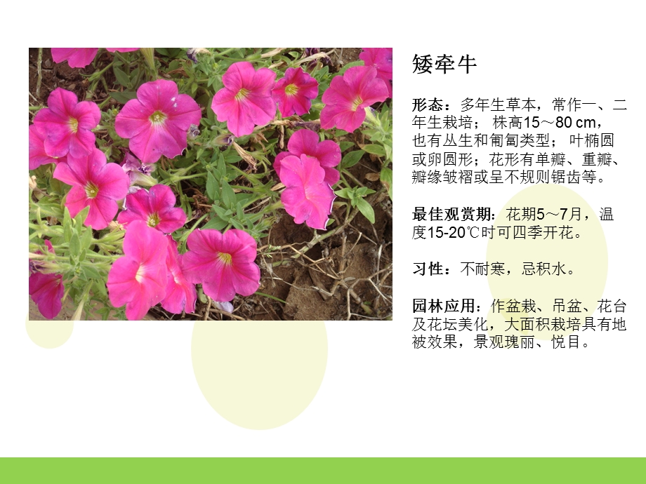 园林常用绿化花卉介绍实用ppt课件.ppt_第2页