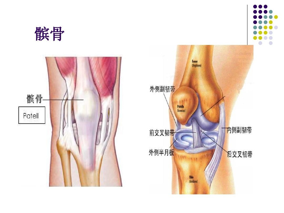 复发性髌骨脱位教学内容课件.ppt_第2页