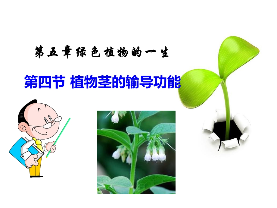 苏教版七年级上册5.4植物茎的输导功能课件.pptx_第1页