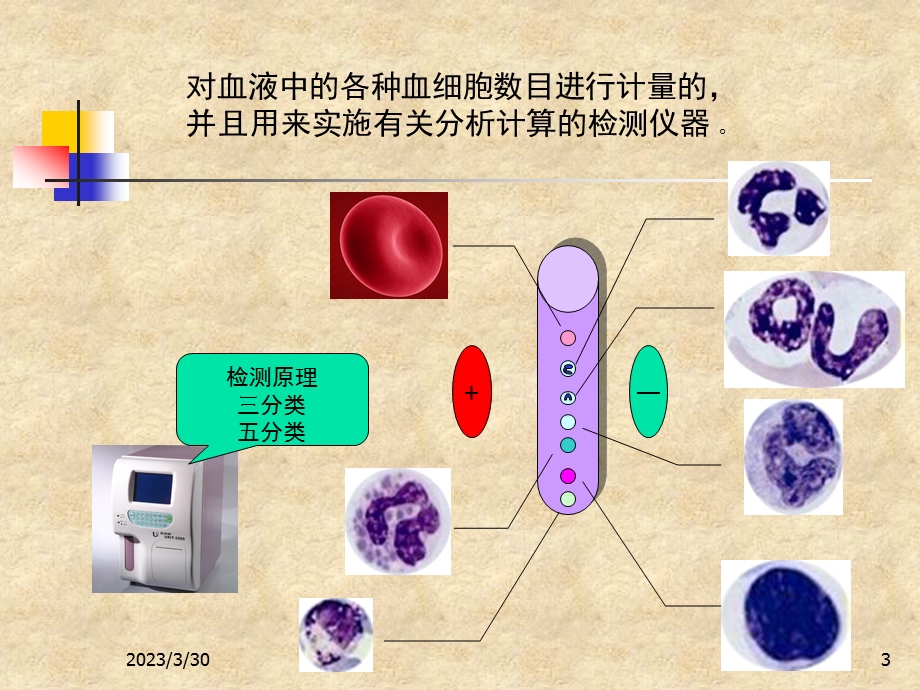 宠物血常规及白细胞分类计数课件.pptx_第3页