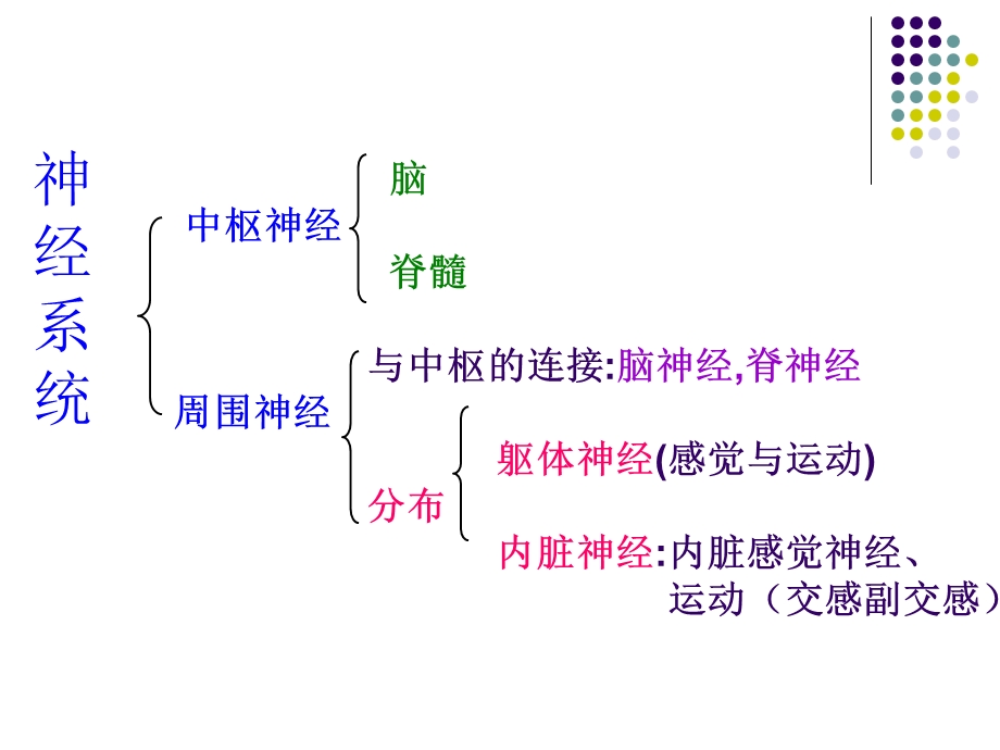 解剖生理学神经系统课件.ppt_第3页