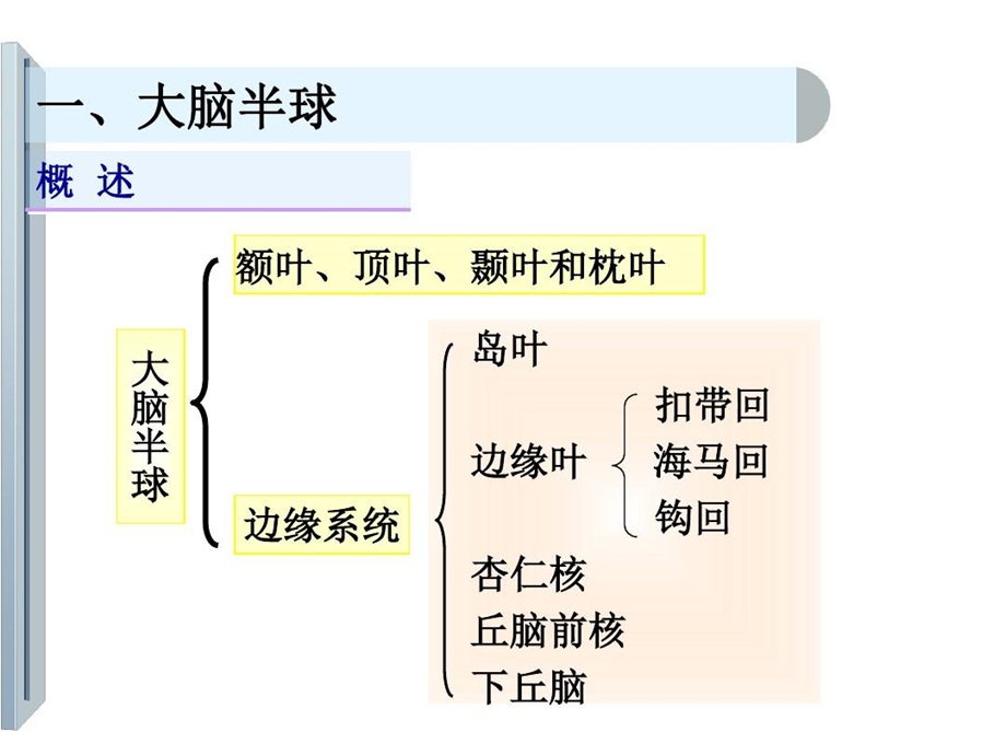 大脑半球的解剖课件.ppt_第3页