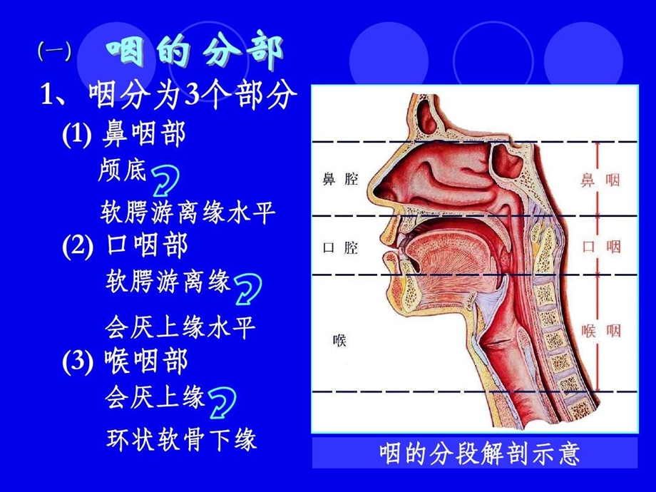 咽的应用解剖学及生理学课件.ppt_第3页