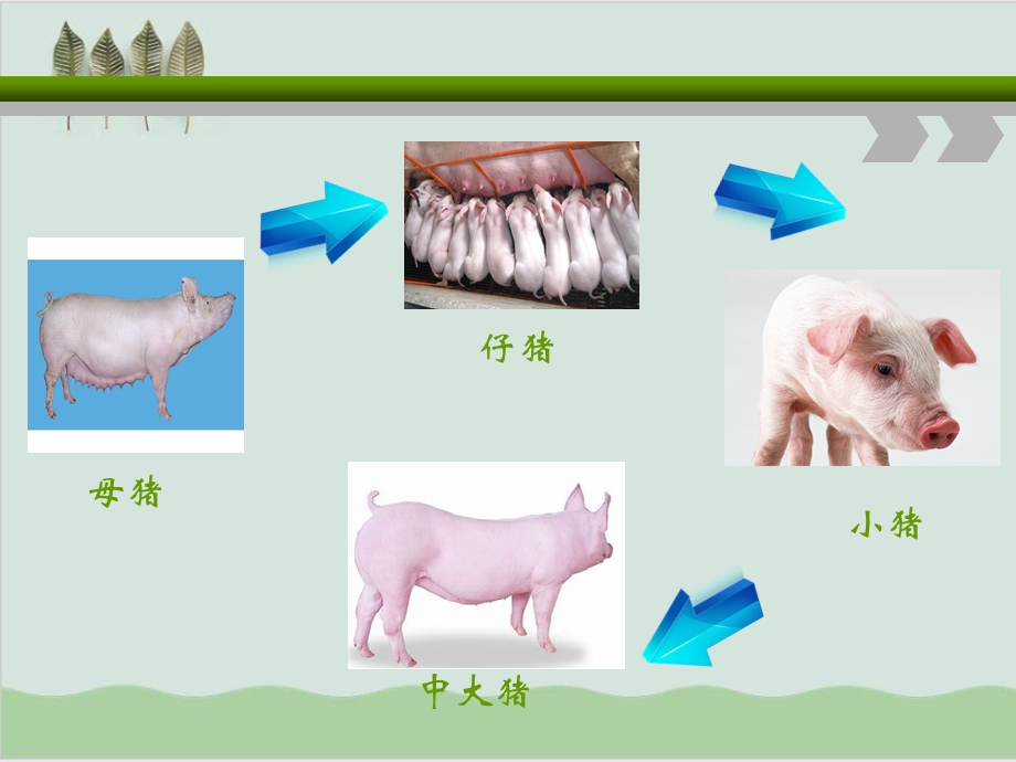 各阶段猪的养殖过程与疾病防治讲义课件.ppt_第2页