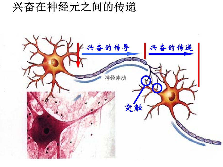 兴奋在神经元之间的传递-课件.ppt_第2页