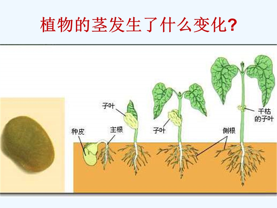 小学科学三年级《植物的根和叶：茎越长越高》精品课件.ppt_第3页