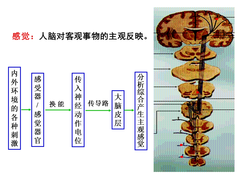 《神经系统的感觉分析功能》课件.ppt_第2页