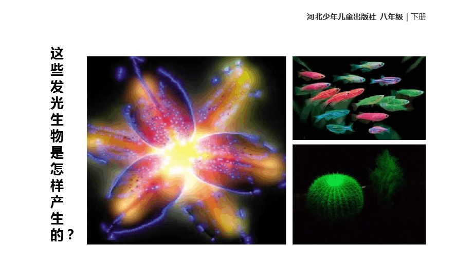 八年级下册生物ppt课件-64现代生物技术冀少版.ppt_第2页