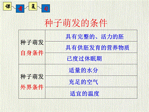 种子的萌发（第二课时种子的萌发过程）（济南版）课件.ppt