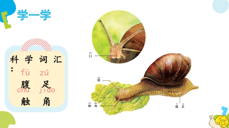 二年级下册科学ppt课件《1菜叶上的蜗牛》粤教版.pptx_第3页