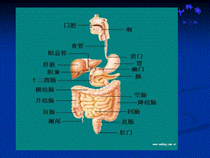 儿科学消化系统课件.pptx