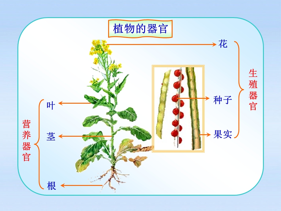 七年级生物上册-第一单元第二章第四节-多细胞生物体的结构层次课件.ppt_第3页