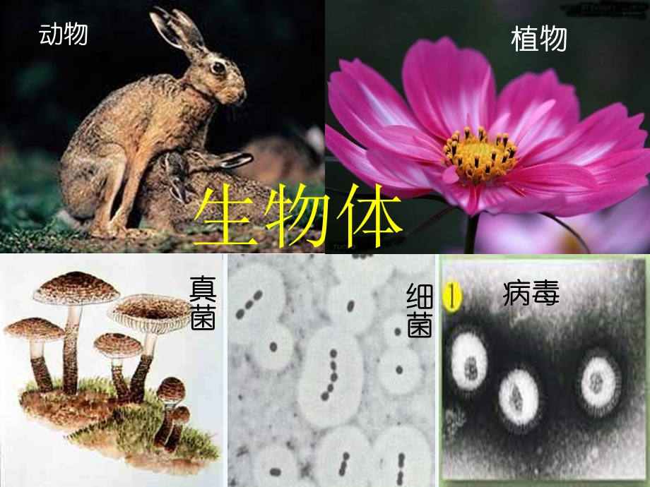 北京版七上《生物体》课件.ppt_第2页