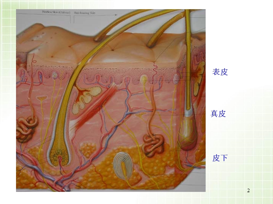 皮肤病的皮疹课件.ppt_第2页