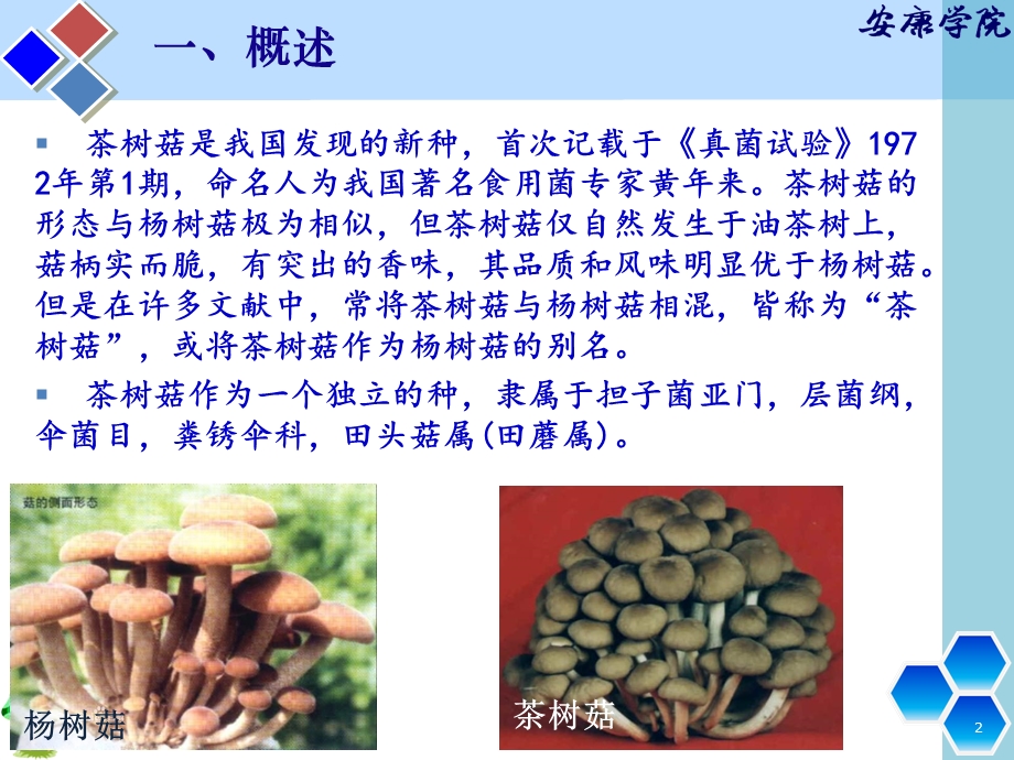 《茶树菇栽培技术》课件.ppt_第2页