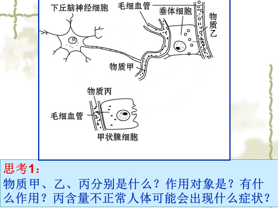 高等动物的内分泌系统与体液调节课件.ppt_第3页