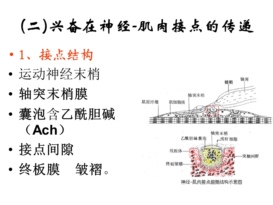 神经肌肉接点课件.ppt_第3页