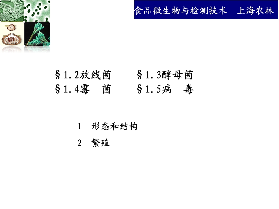 放线菌酵母菌霉菌病毒课件.ppt_第1页