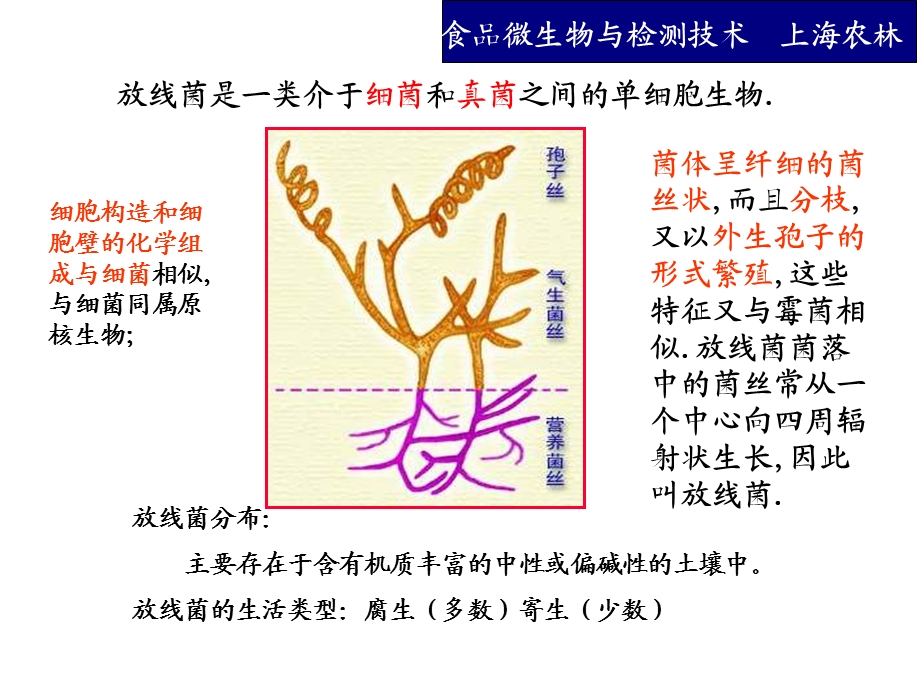 放线菌酵母菌霉菌病毒课件.ppt_第3页