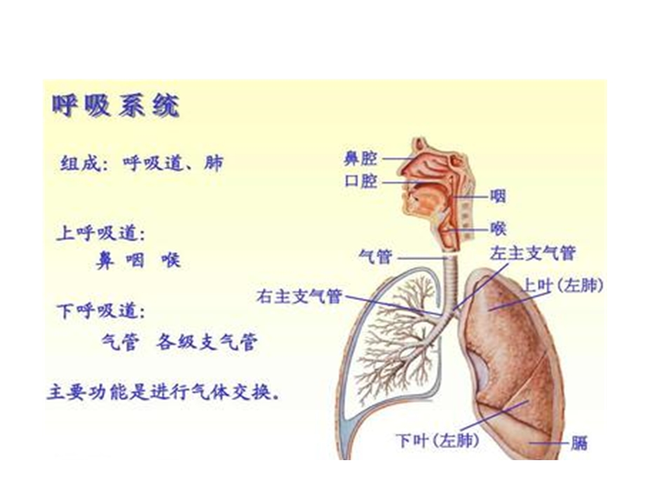 呼吸衰竭-最新ppt课件.ppt_第2页