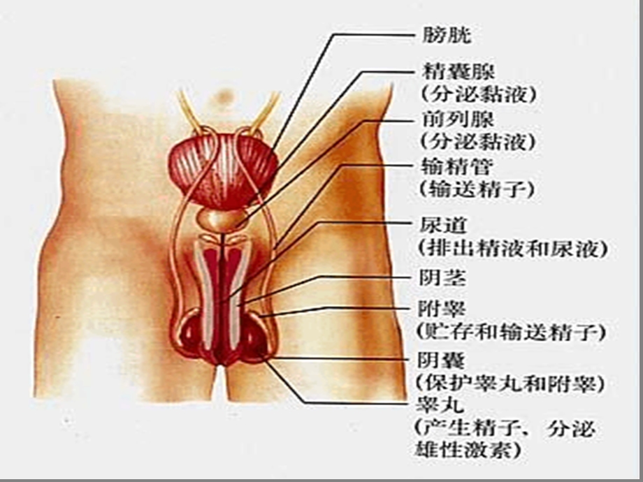 七年级下册生物ppt-人的生殖课件人教版.ppt_第3页