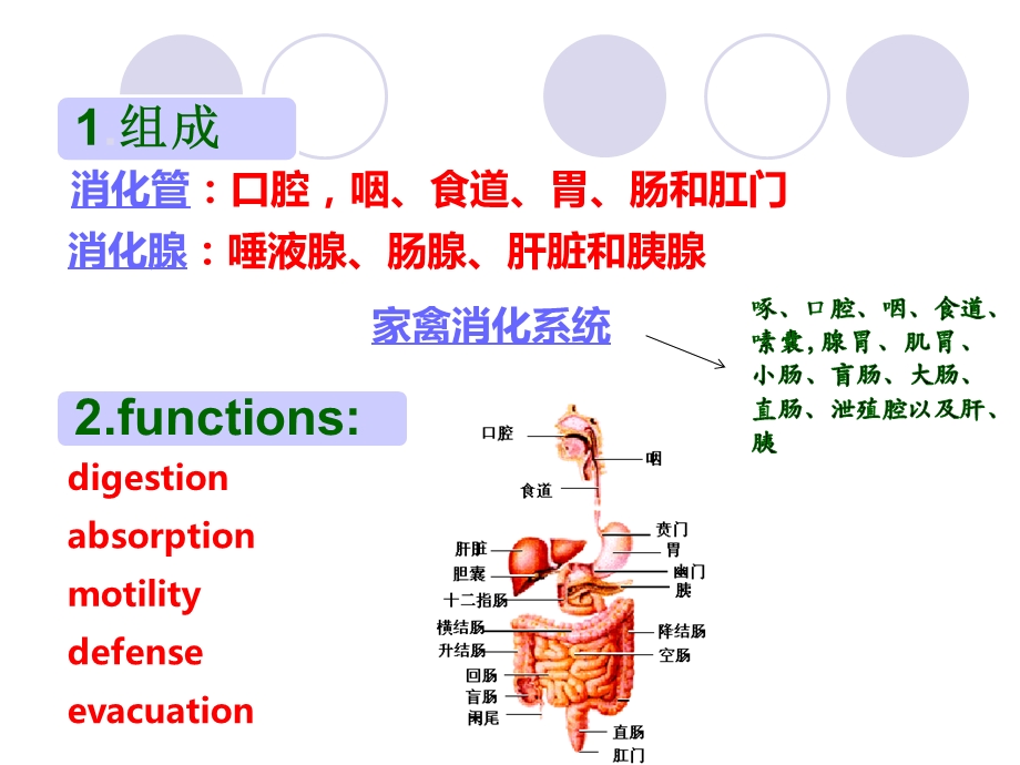 兽医内科学-第二章--消化系统疾病课件.ppt_第2页