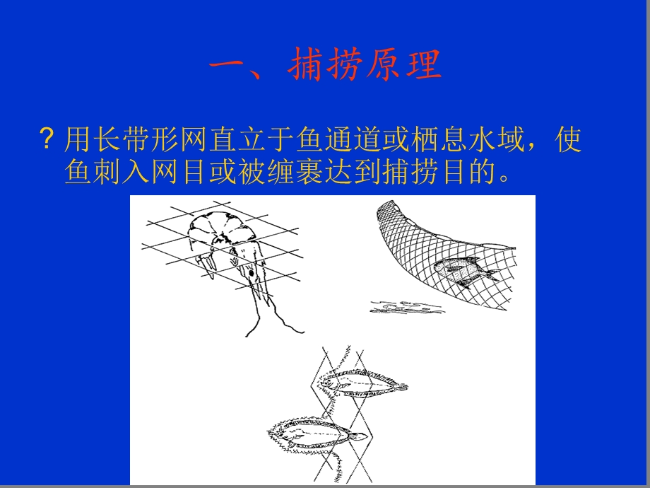 第四章刺网类渔具解析课件.ppt_第2页