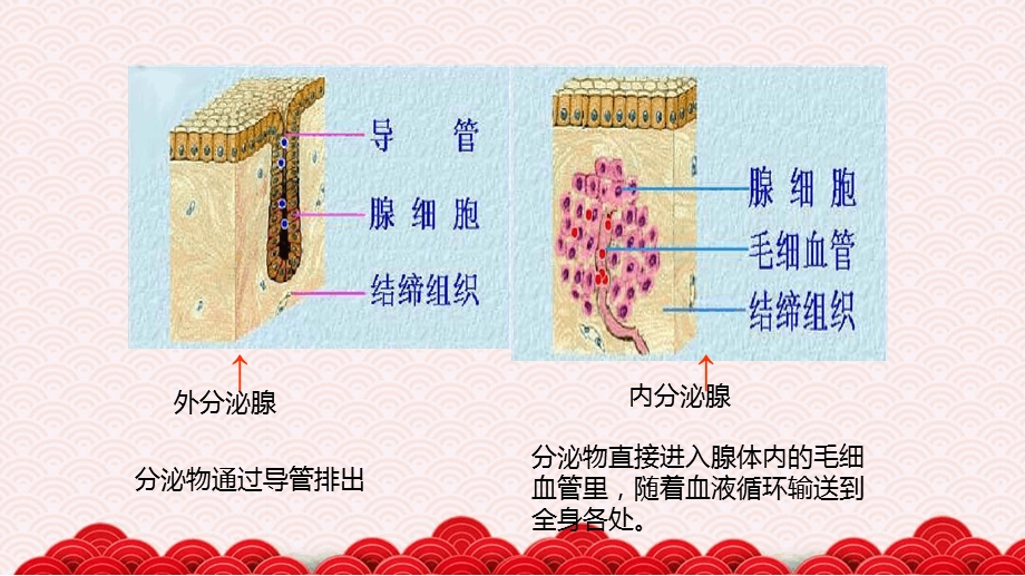 七年级下册生物ppt-人体的激素调节课件济南版.ppt_第3页