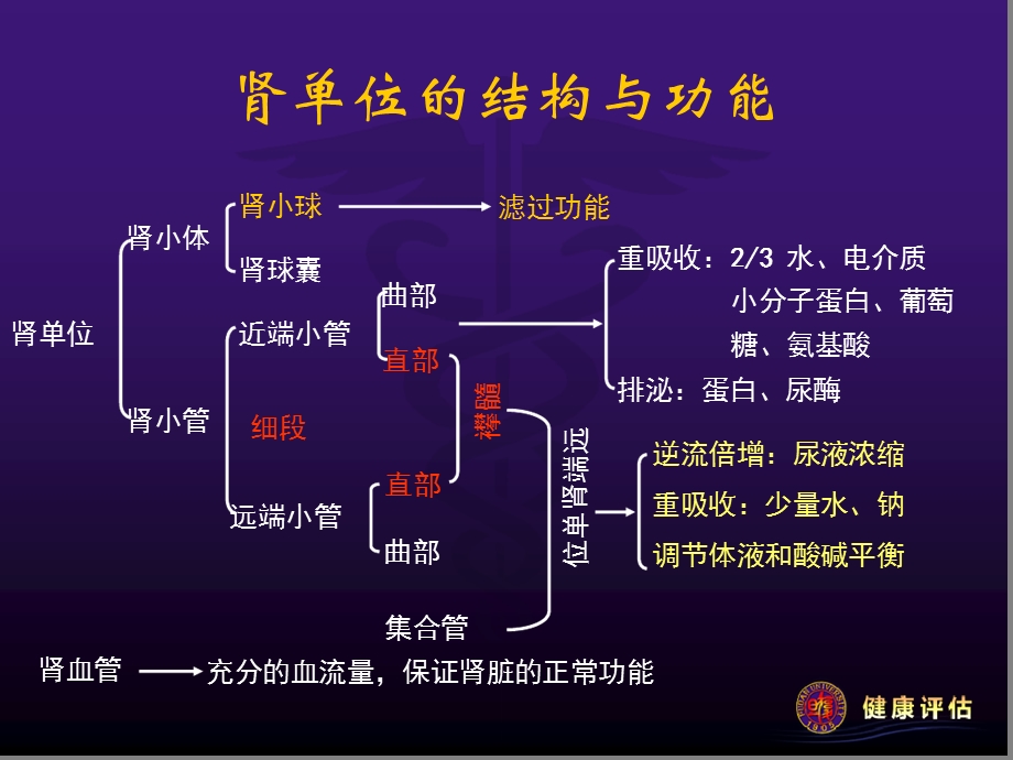 健康评估-肾功能课件.ppt_第3页