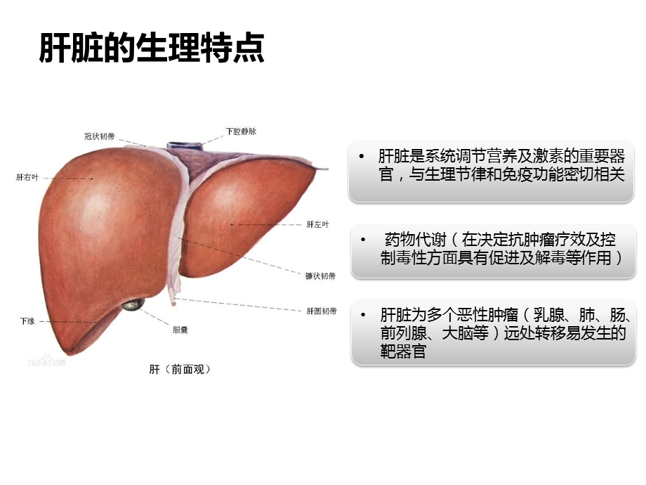 乳腺癌肝脏转移内科治疗专家片课件.ppt_第2页