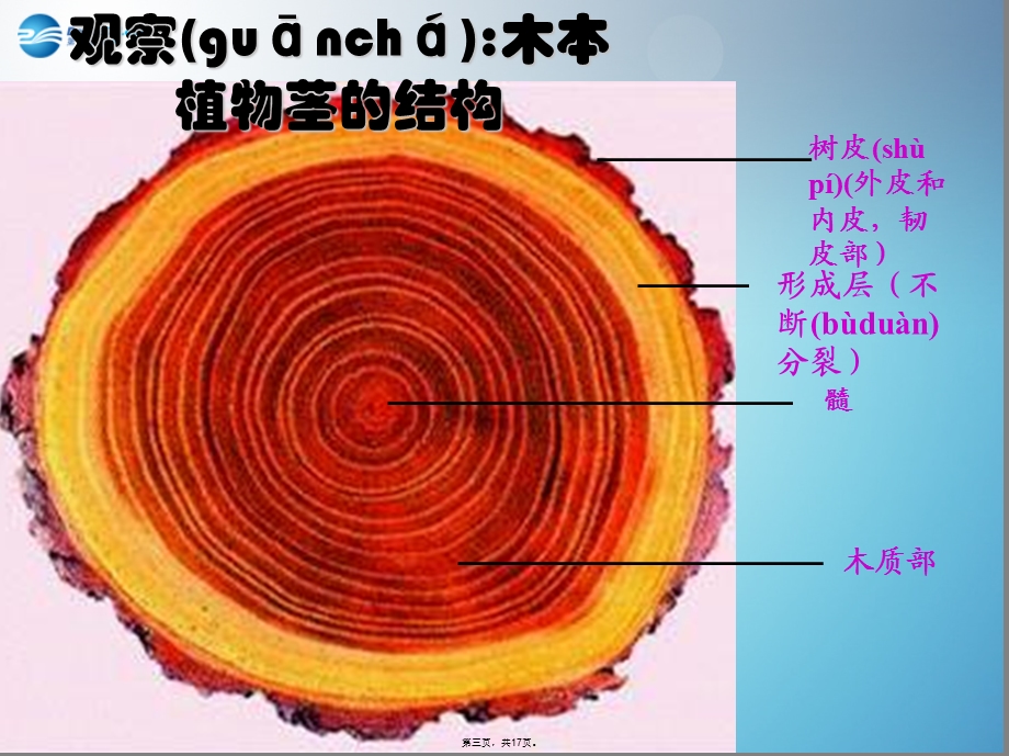 七年级生物上册-第五章-第五节-运输作用ppt课件-北师大版.ppt_第3页