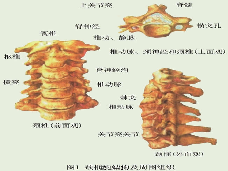 颈椎病的中医诊治PPT全面版课件.pptx_第3页