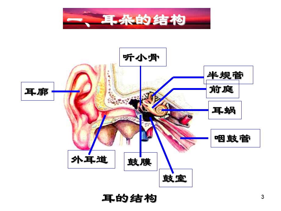 耳和听觉ppt课件.ppt_第3页