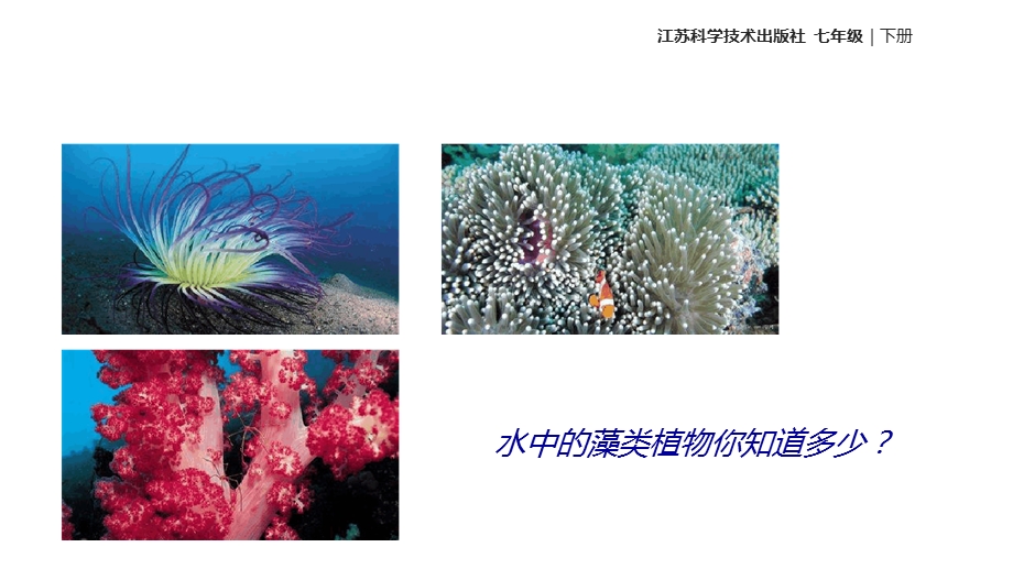 七年级下册生物ppt-水中的藻类植物课件苏科版.ppt_第2页