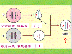 人教版八年级下册生物第七单元第二章第三节基因的显性和隐性课件.ppt