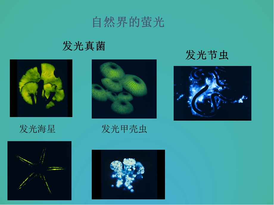 Promega--双萤光素酶报告基因课件.ppt_第2页