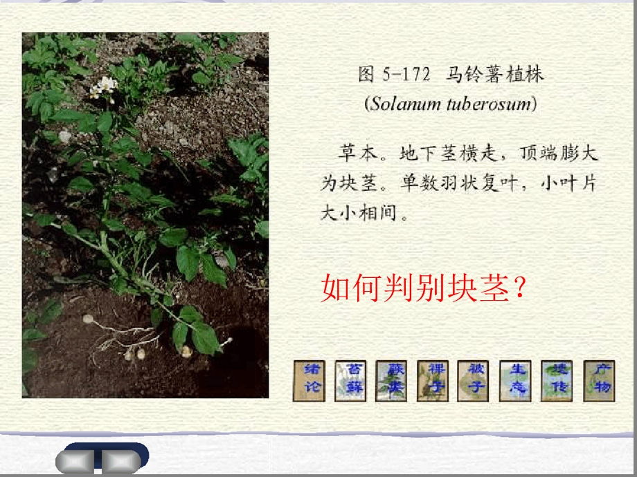 茄科玄参桔梗木樨唇形菊科课件.ppt_第3页