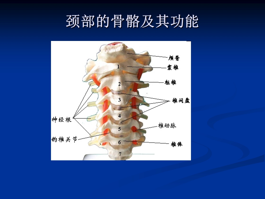 颈椎病-课件名师教学资料.ppt_第2页