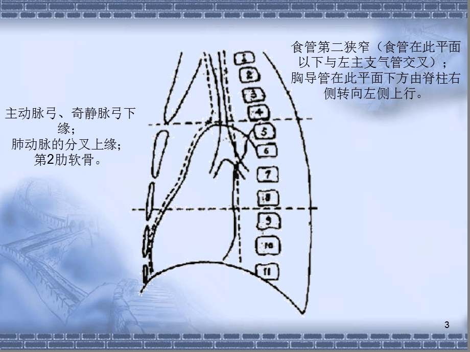 CT纵隔淋巴结分区演示ppt课件.ppt_第3页