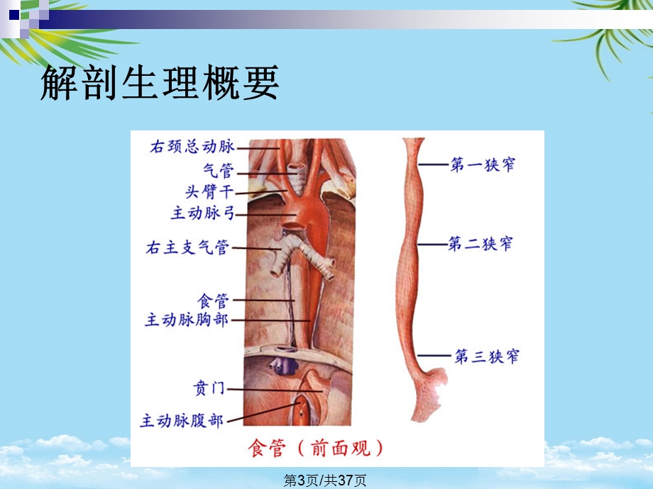 食管癌的治疗PPT全面版课件.pptx_第3页