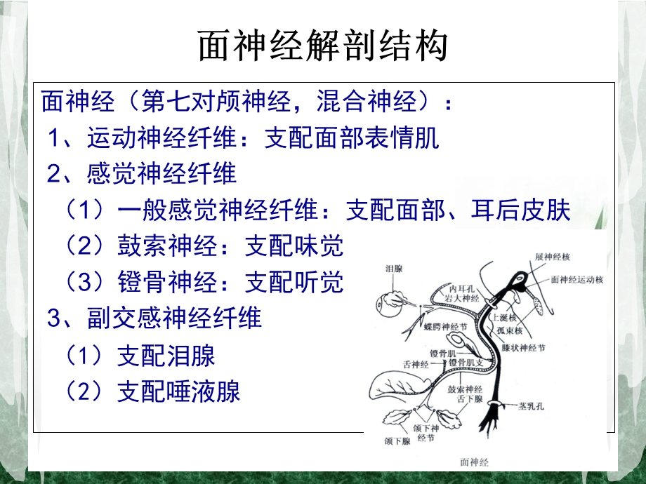 周围性面神经麻痹的针灸治疗教学教材课件.ppt_第2页