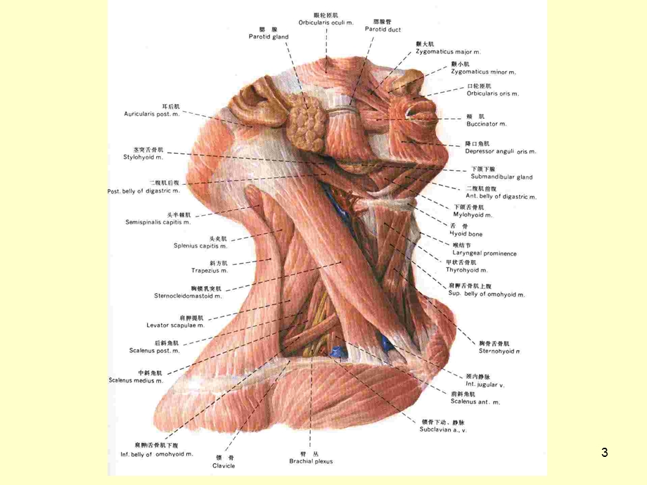 颈部精细解剖课件.ppt_第3页